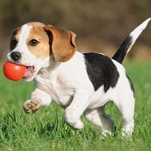 Meet your Posher, Chase